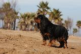 CAVALIER KING CHARLES 475